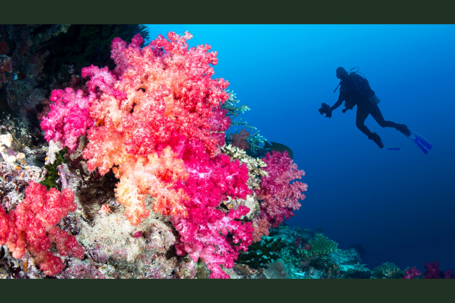 Diving Trip with Lunch & Two Dive Sites