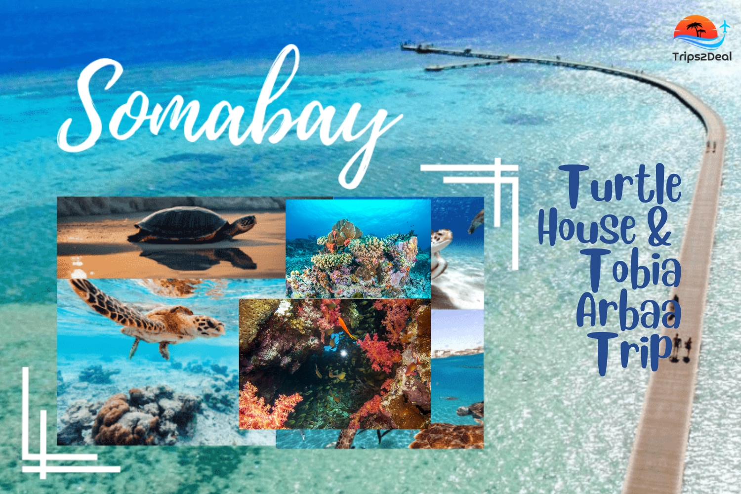 Snorkeling trip to Turtle house & Seven Pillars by speed boat in SomaBay