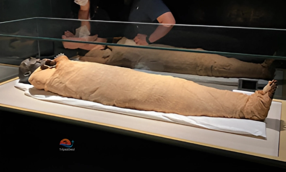 mummies in a glass case