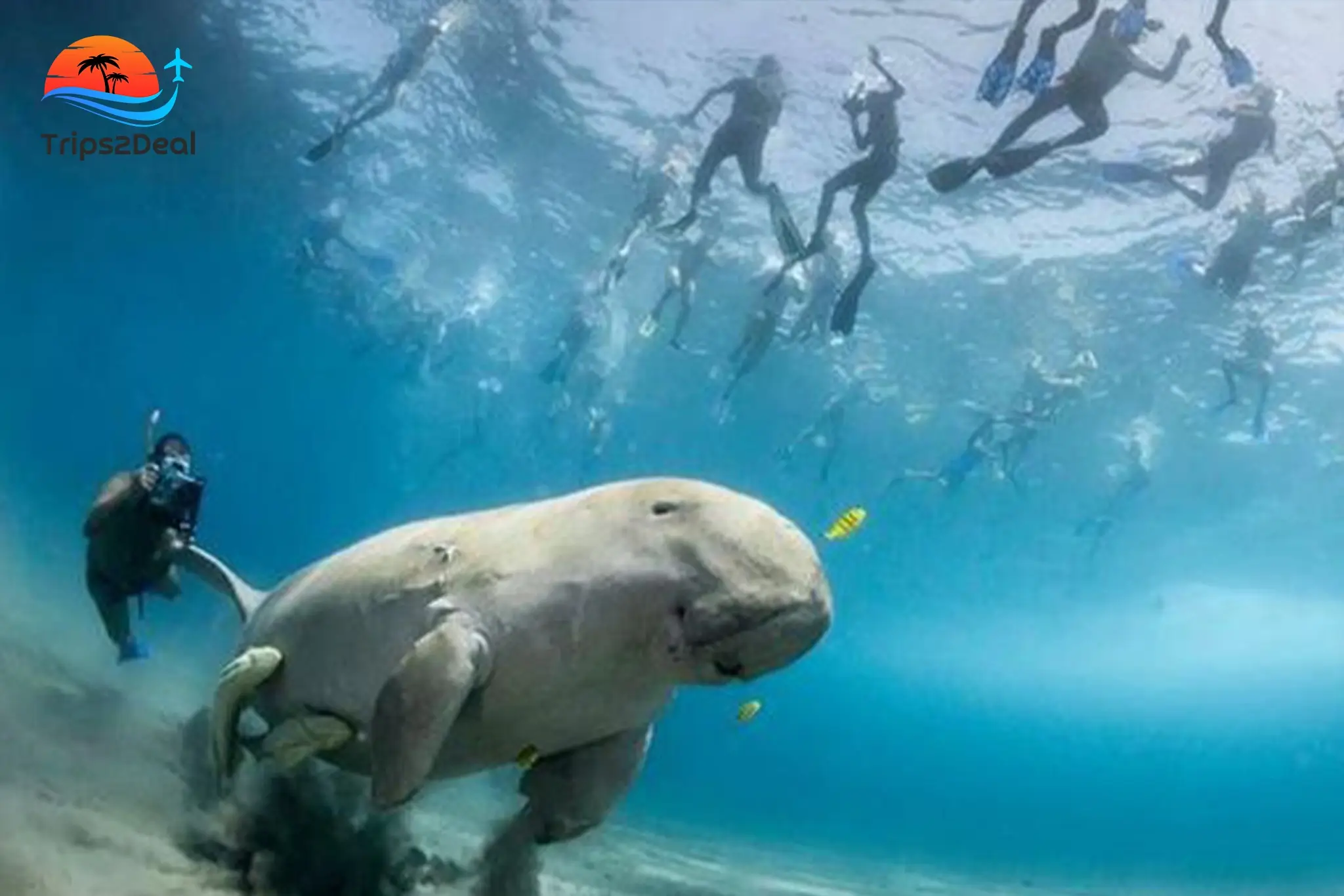 Снорклинг-тур в Абу-Даббаб в Марса-Аламе