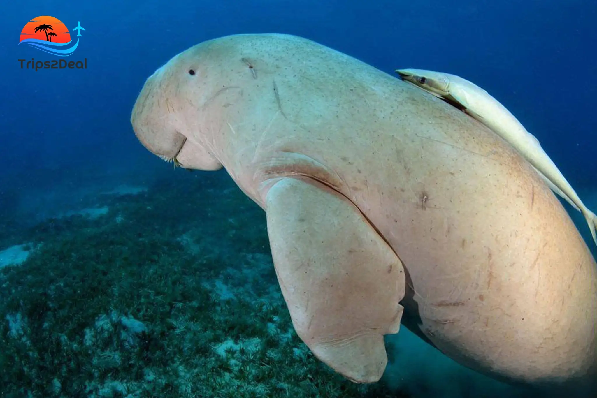 Abu Dabbab Snorkeling Tour in Marsa Alam